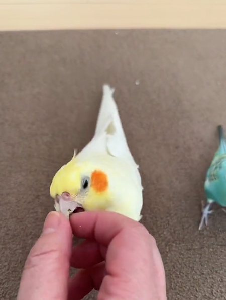 かみつくルルちゃん