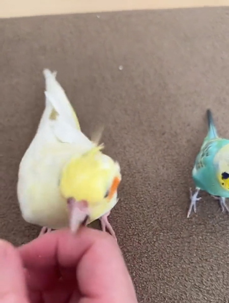 右からかみつくルルちゃん