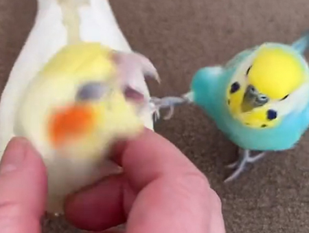 蹴りトリミング