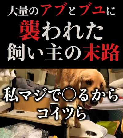 旅行中のワンコ