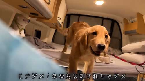 キャンピングカーに乗るワンコ