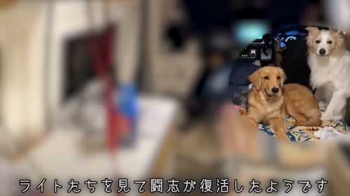 愛犬を守る飼い主