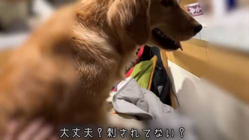 無事だったワンコ