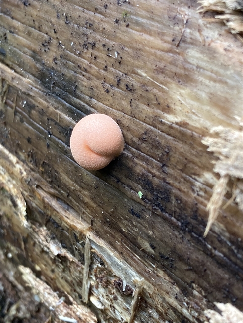 粘菌　桃尻　おもしろ