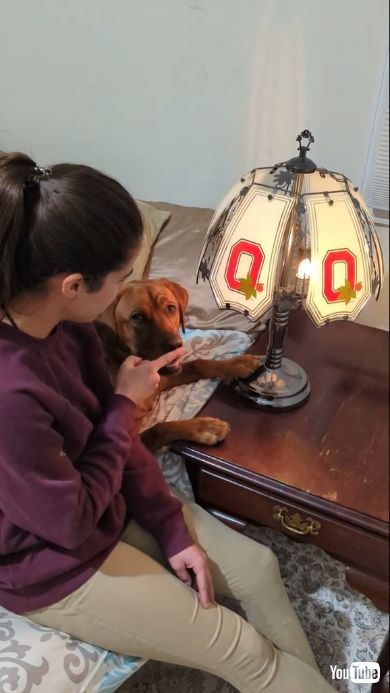 犬の鼻を触るとランプが点灯