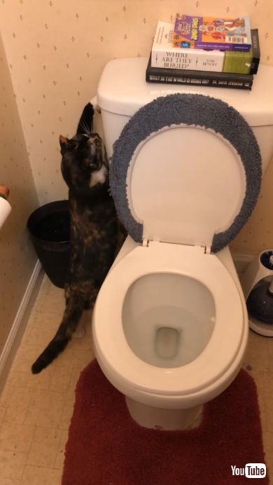 トイレのレバーを回す猫