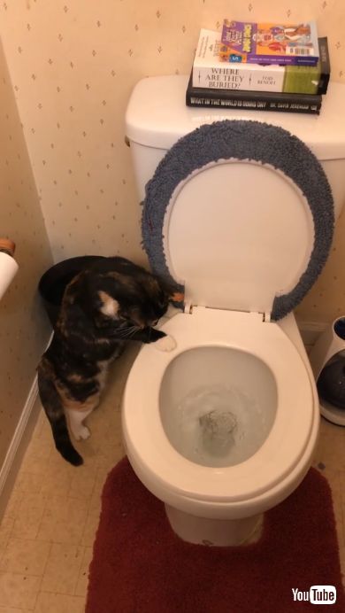 水が流れる様子を観察する猫