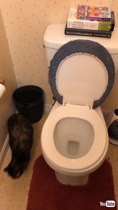 便座から降りる猫