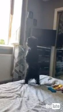 外が見たくて立っているワンコ