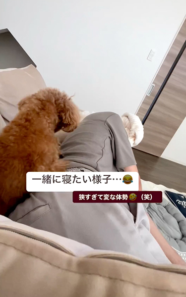 無理やり一緒に寝ようとするワンコ