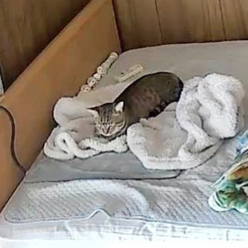 ホットカーペットの上でとろける猫