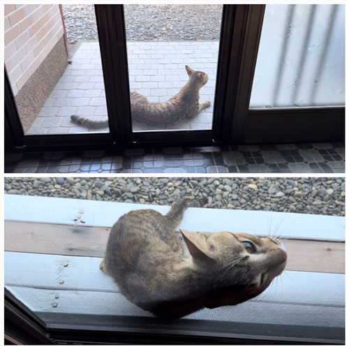 突然庭に現れた猫