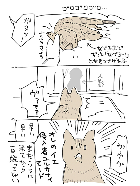 猫を保護