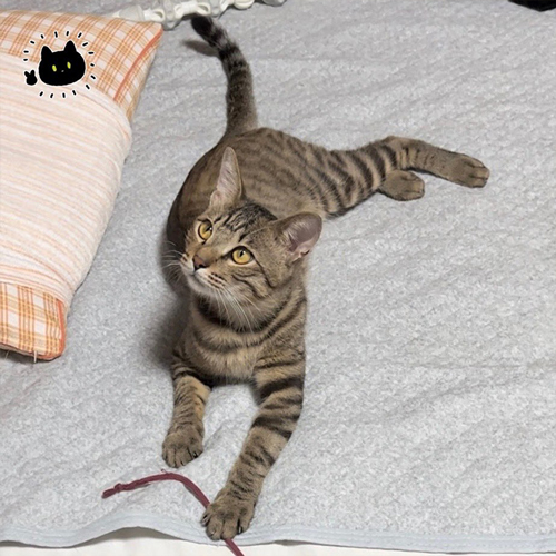 お肉がついてきた