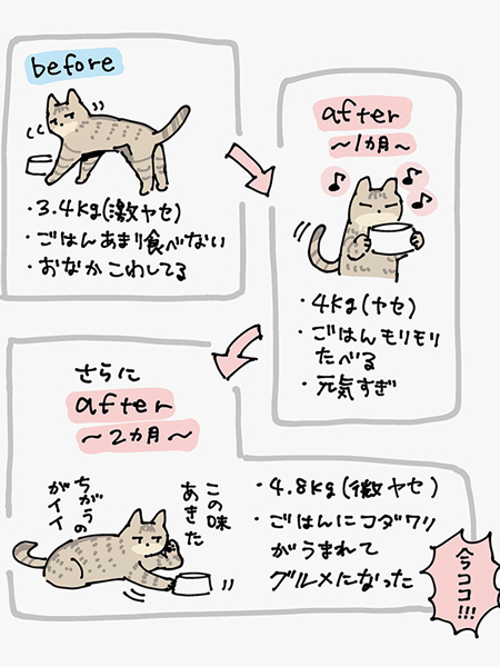 グルメ猫