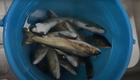 バケツに入ったアユ