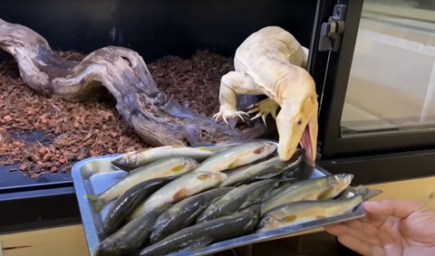 魚にかぶりつくアルビノ