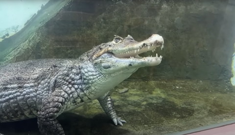 笑顔のワニ横顔