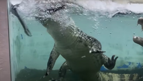 魚を食べるワニ