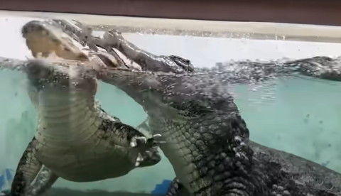 魚を奪い合うワニ