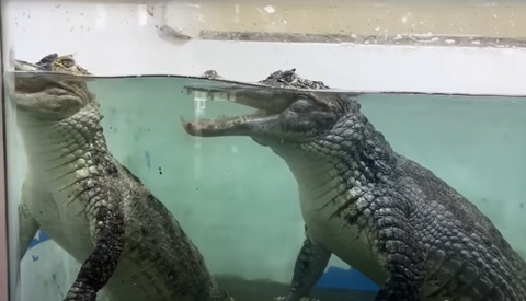 水面から顔出すワニ2匹