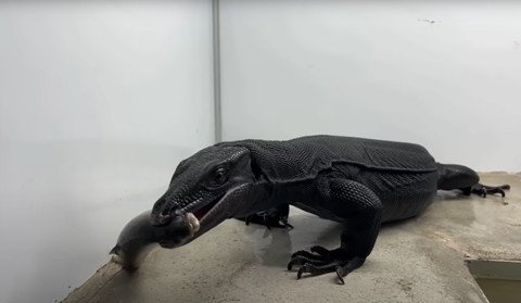 黒いオオトカゲ