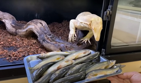 魚見てるアルビノ