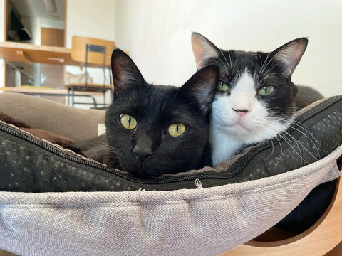 黒猫とハチワレ猫ハンモック