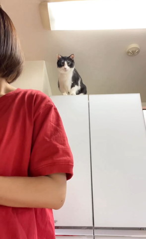 冷蔵庫の上からカメラ目線猫