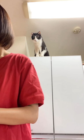冷蔵庫の上で首伸ばす猫