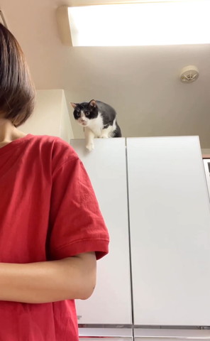 冷蔵庫の上で右前足おろしてる猫