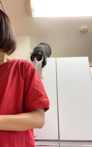 冷蔵庫の上で両前足おろしてる猫
