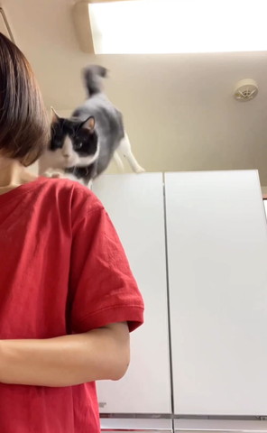 肩に飛び乗る猫