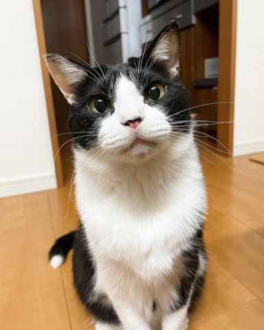 お座りしてるハチワレ猫