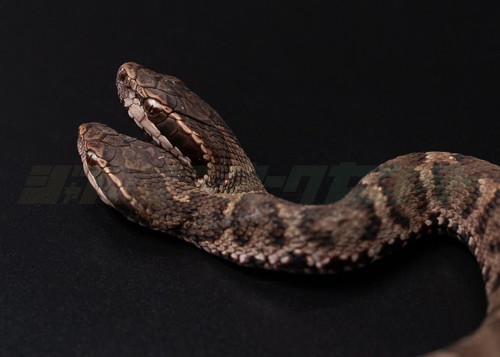 双頭のニホンマムシ横から