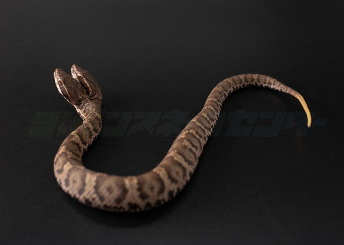 双頭のニホンマムシ遠目から