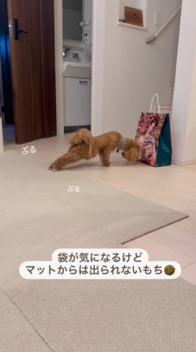 紙袋に近づこうとする犬
