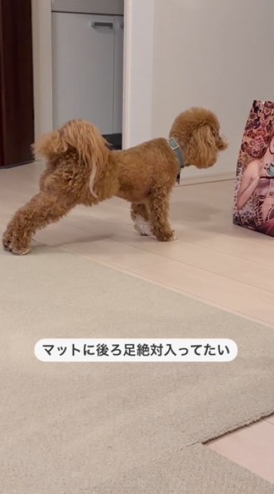 体を伸ばす犬