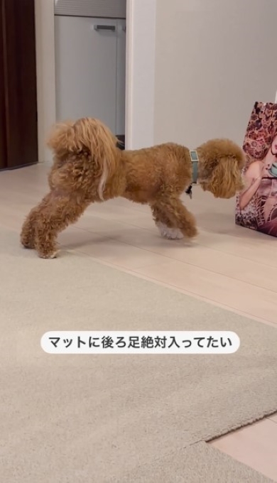 体制を整える犬