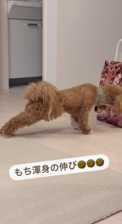 再び体を伸ばす犬