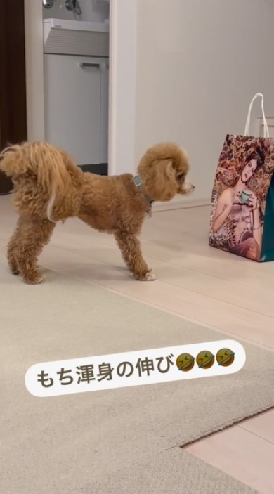 伸びをやめる犬