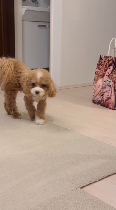 紙袋から去る犬