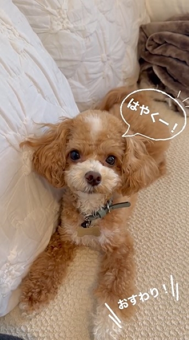 おやつを待つ犬