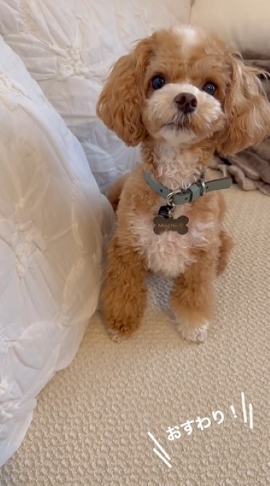 待ちきれずに見上げる犬