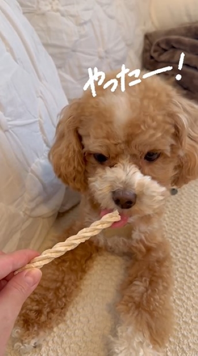 おやつを舐める犬