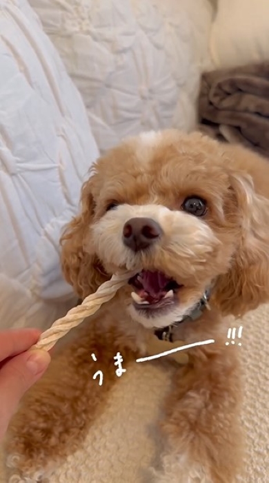 おやつを噛む犬