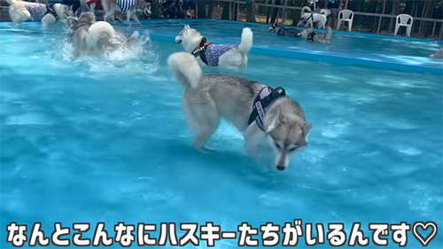こんなにハスキーたちがいるんです