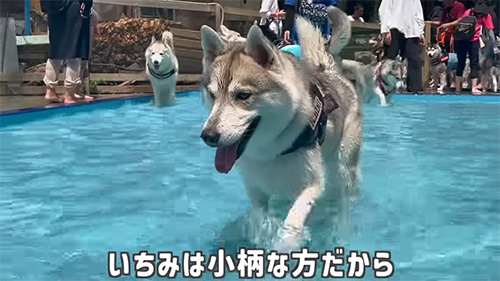 小柄な方だから