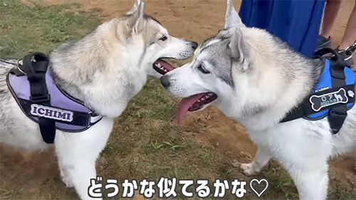 どうかな似てるかな