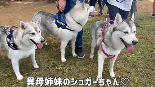 シュガーちゃん